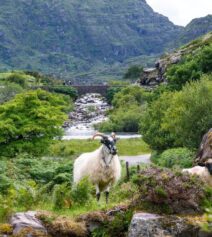 Family exploring scenic hills near River Island Hotel, with lush greenery and grazing sheep.