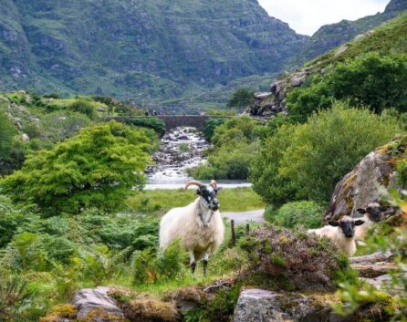 Family exploring scenic hills near River Island Hotel, with lush greenery and grazing sheep.