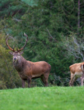 Majestic deer grazing in lush, green Kerry woodland near River Island Hotel.